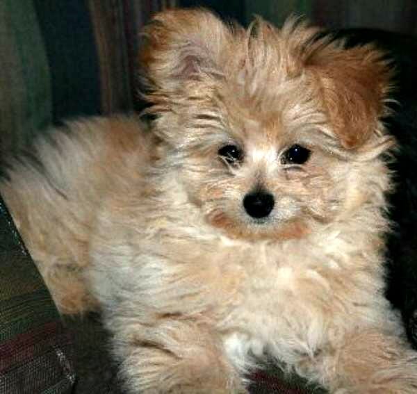 pomapoo poodle pomeranian mix mixed breed breeds dogs husky puppies pom yorkie toy adult dog poodles spotlight fur hair between