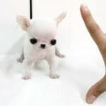 Teacup Chihuahuas For Sale