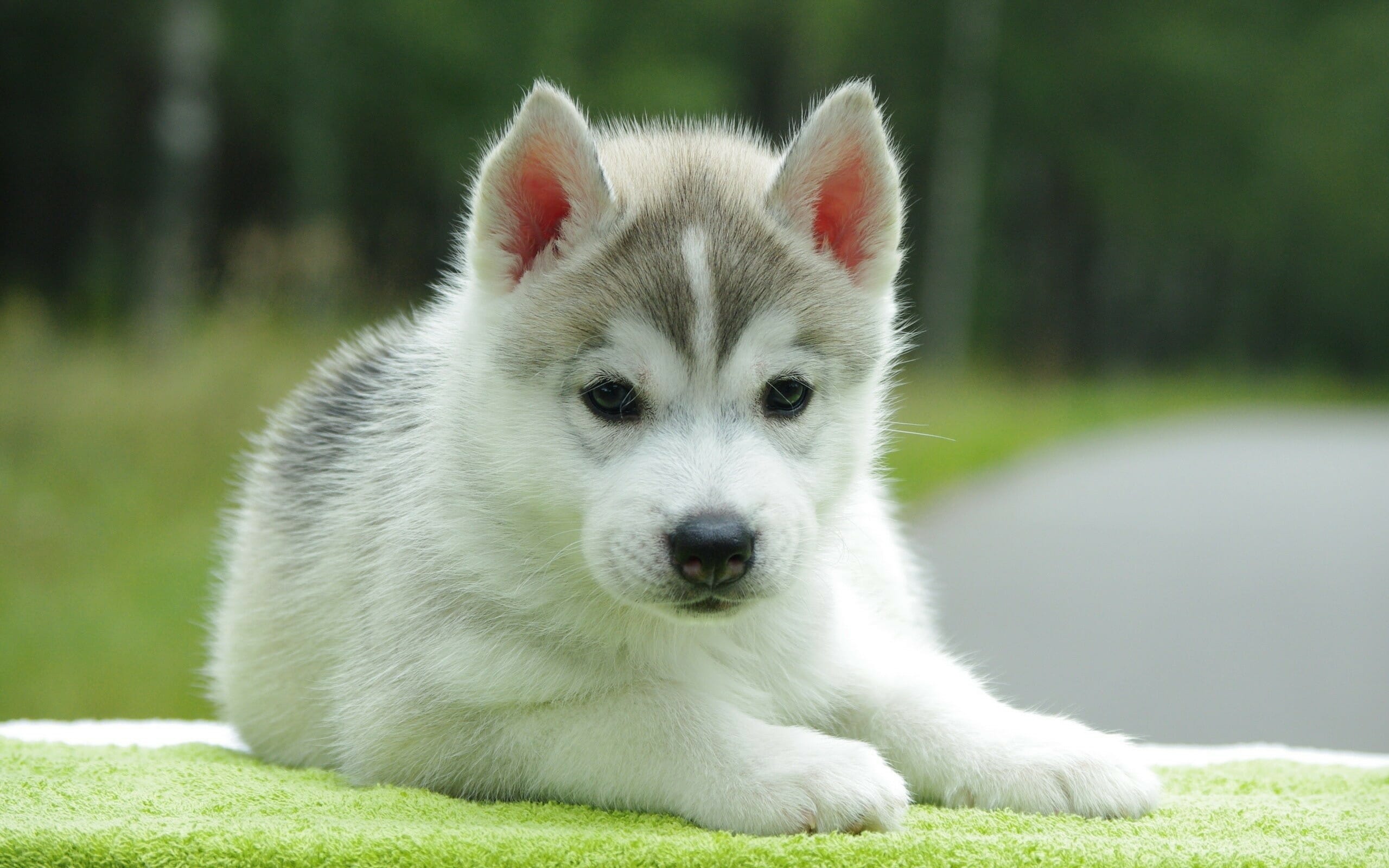 How much are POMSKY puppies for sale